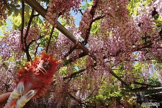 須賀川市の新たな花の名所！吉美根ふじ園だッピ♪
